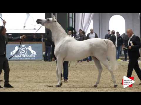 Milan SEWC 2016 - Mares (3B) - 3rd place: N.50 DARINE AL RAYYAN