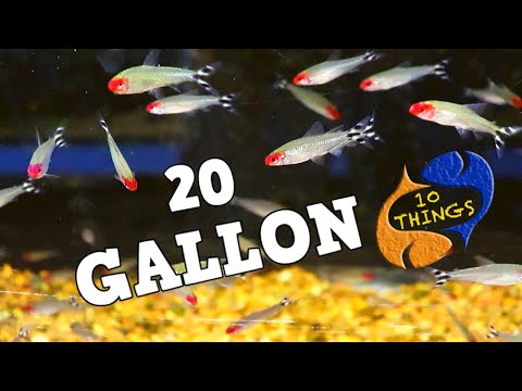 Top 10 fish 20 Gallon Aquariums