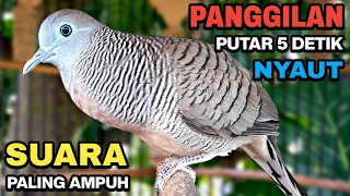 Download lagu Perkutut Lokal Gacor Suara Besar Pancingan Burung Perkutut Agar Cepat Bunyi. mp3 Download lagu Perkutut Lokal Gacor Suara Besar Pancingan Burung Perkutut Agar Cepat Bunyi. mp3