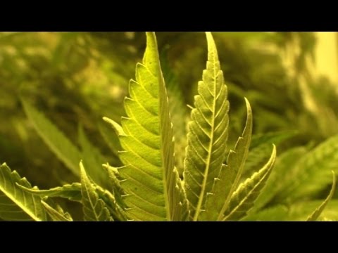 Video: Uruguay venderá marihuana en farmacias desde julio