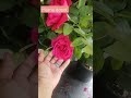 Home Depot Roses #roses #thehomedepot
