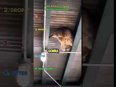 Best animals singing 😭