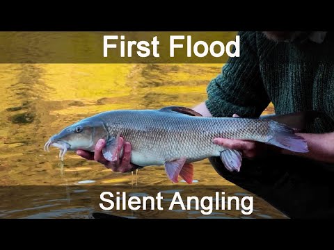 method feeder fishing for barbel - river Wye UK - Silent Angling