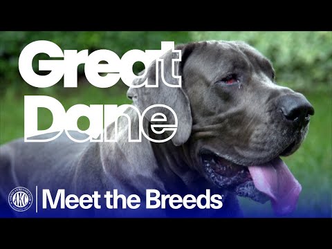 Great Dane breed video