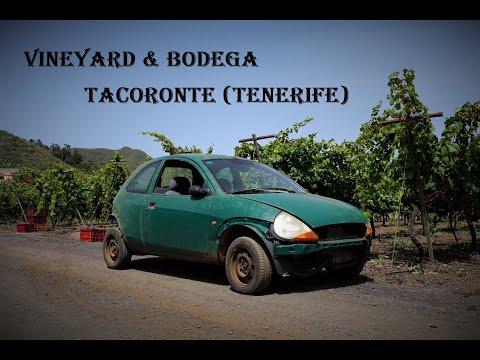 Vineyard and Bodega "El Mocanero" in Tacoronte (Tenerife)