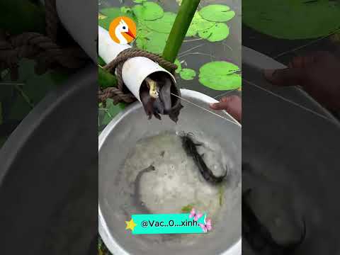 🐟👀 Ủa, Sao Nhiều Vậy? #shorts