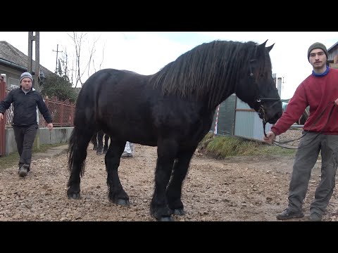 Armasarii lui Andrei de la Paniceni, Cluj - 2023 Nou!!!