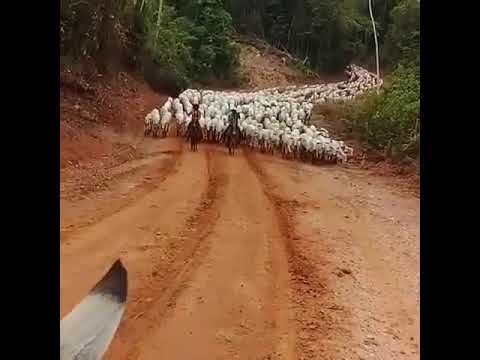 Berrante profissional/ Fernando Teixeira