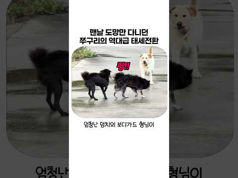 빽 믿고 갑자기 까부는(?) 강아지 특