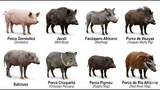 Todo Tipo de Porco do Mundo Explicado em 10 Minutos