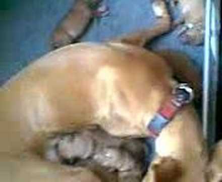 Pharaoh hound puppies Habiba 6C