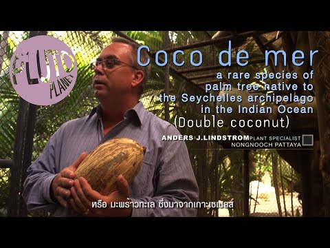 Coco de mer [Double coconut] Documentary #pluto planet