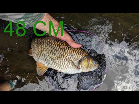 Record personal la clean la musca uscata