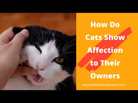 How Do Cats Show Affection to Their Owners @Life with Catman