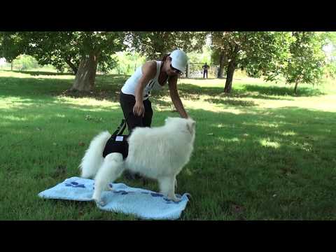 download lagu mp3 mp4 Gehhilfe Hund Hinten, download lagu Gehhilfe Hund Hinten gratis, unduh video klip Gehhilfe Hund Hinten