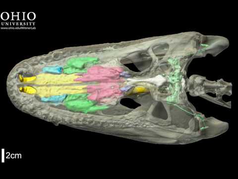 Alligator skull with brain endocast & air spaces - roll