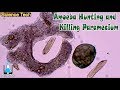 Amoeba Hunting and Killing Paramecium (Phagocytosis)