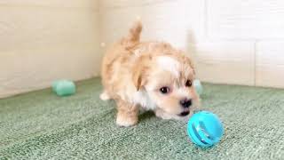 ハーフ犬の動画01