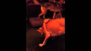 Ei ei ei, en we zijn zo blij