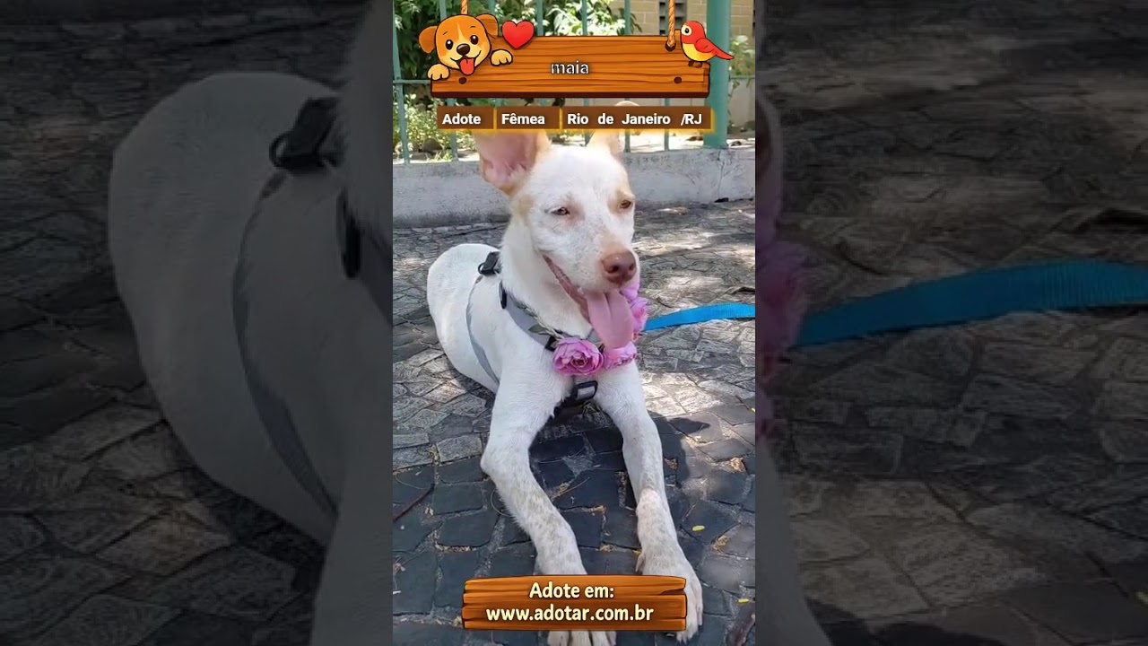 Cachorro raça SRD-ViraLata idade 1 ano nome maia