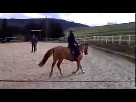 4j. Reitponystute von Danny Gold