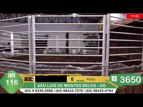 BRASIL LEILÕES - SÃO LUIS DE MONTES BELOS - GO -25/02/2026
