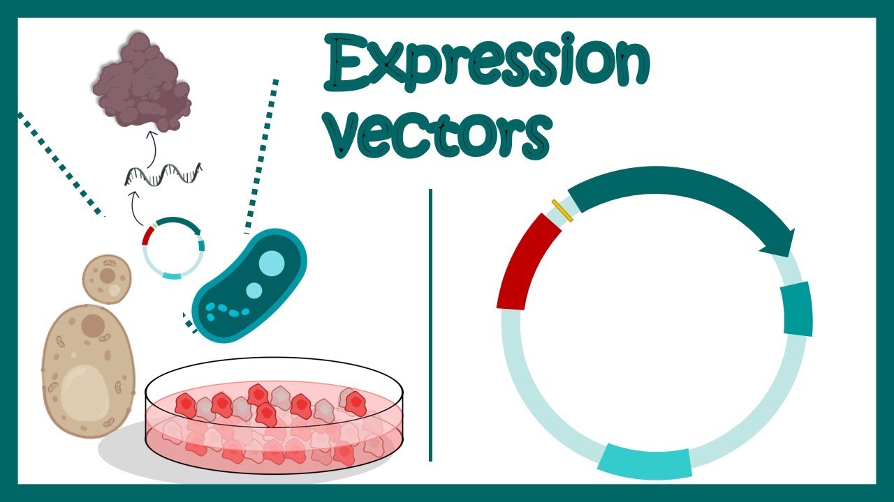 Expression vectors | What is in an expression vector? | applications of expression vectors
