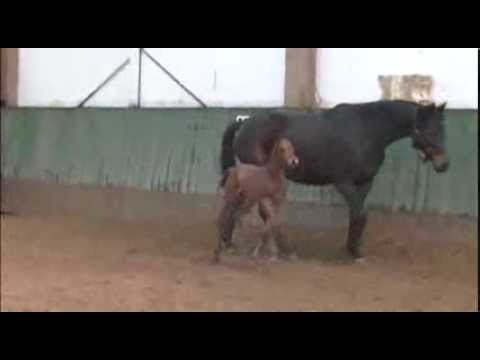 Hengstfohlen von Leovisto