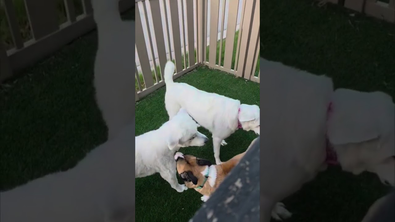 odin, a Adoptable mixed breed in Austin, TX video 6/6