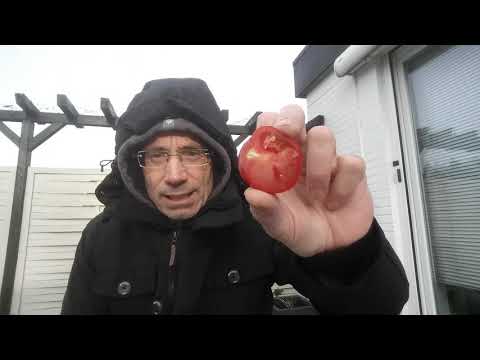 Tasty TomTomatenverkostung vom Discounter