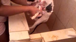 Marie! a gatinha que não reclama de banho!