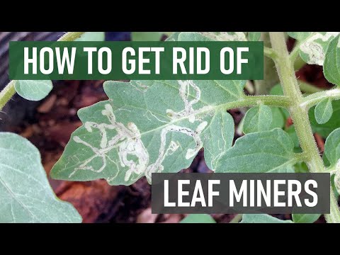 , title : 'How to Get Rid of Leaf Miners (4 Easy Steps)'