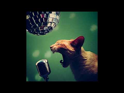 Katzenmuzik