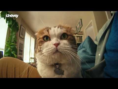 Chewy Chatty Pets: Joy | Great Prices