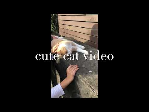 Cute Cat Video