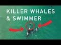 Orcas Playing With Swimmer At Hahei Beach New Zealand Original