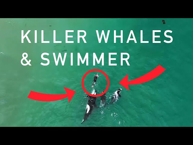 Orcas playing with swimmer at Hahei Beach, New Zealand (Original)