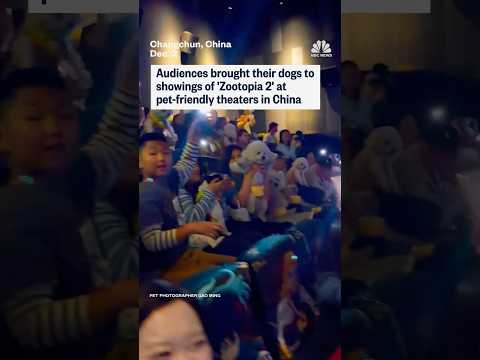 Audiences brought their dogs to showings of 'Zootopia 2' at pet-friendly theaters in China