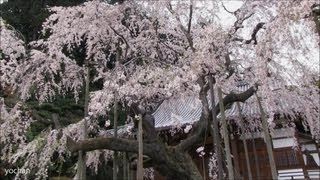preview picture of video 'Weeping cherry tree(Cherry-blossoms)at Japanese temple 太山寺・岩しだれ桜(樹齢約360年)'