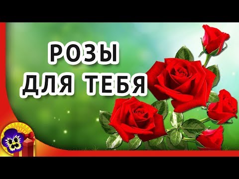 Эти розы для тебя 🌹 Самые красивые розы для тебя ! Музыкальная открытка подарок