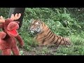 Let S Go To The Zoo Animal Song For Kids