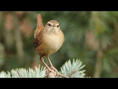 A Bobbing Wren - Troglodytes troglodytes
