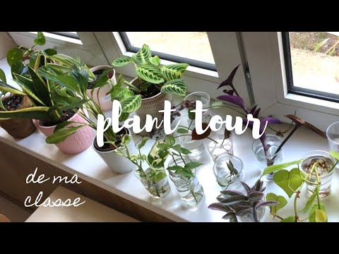 Plant tour de ma classe 2022/2023 (des plantes pour débutants !) - Professeur des écoles