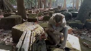 VID20241224091816 mokney moment 10