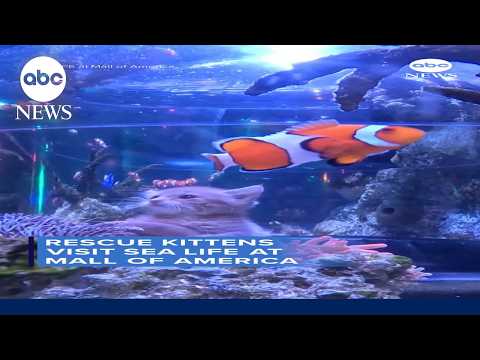 Rescue kittens visit SEA LIFE at Mall of America