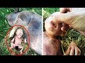 Farmer's Pig Gives Birth To Human Baby, He Takes A Closer Look And Starts Crying