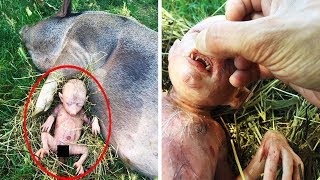 Farmer&#39;s Pig Gives Birth To Human Baby, He Takes A Closer Look And Starts Crying
