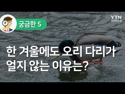 , title : '한겨울에도 오리 다리가 얼지 않는 이유는? / YTN 사이언스'