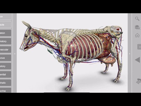 3D Bovine Anatomy Video
