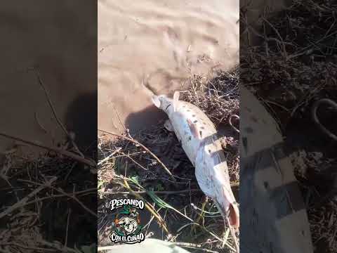 Pesca de surubi en el RIO SAN FRANCISCO Jujuy lindo cachorro que saco mi cuñao Franco 😎🎣